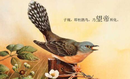 杜鹃：中国古典诗词常用典故之一，如辛弃疾《定风波》