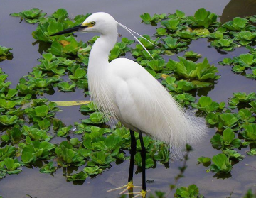 成语&ldquo;衣冠禽兽&rdquo;最初的含义是什么？禽兽代表的其实是不同的官职